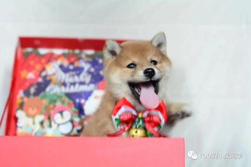 江西柴犬犬舍