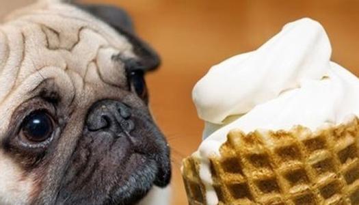 狗狗突然食欲很好怎么办