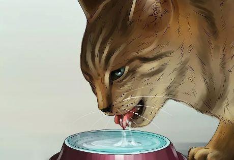 天热猫咪没食欲