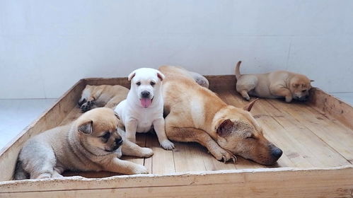 狗儿生了多久才吃东西