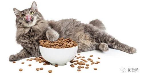 成猫怎么喂猫粮