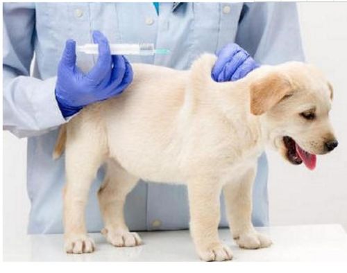 幼犬在出生后多久才能驱虫