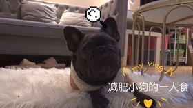 狗狗髋关节突出正常吗
