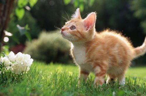 猫咪卫生注意事项