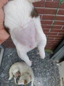 狗狗后腿关节肿有个洞流脓