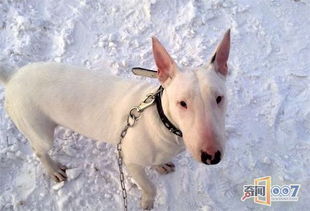 十大黑色犬种排名