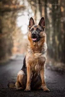 德牧和马犬哪个服从性好