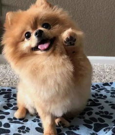 狗狗可以自己呆三天吗