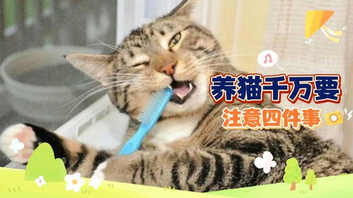 养猫注意什么-