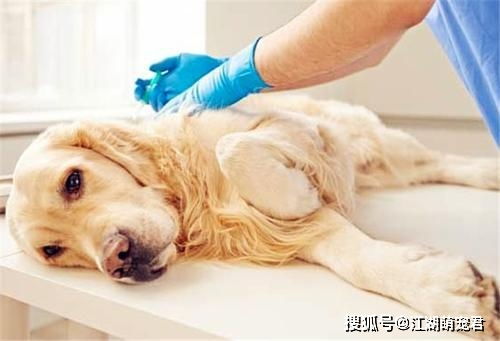 老年狗绝育会延长寿命吗