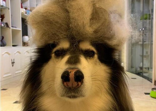 阿拉斯加犬的毛有什么颜色