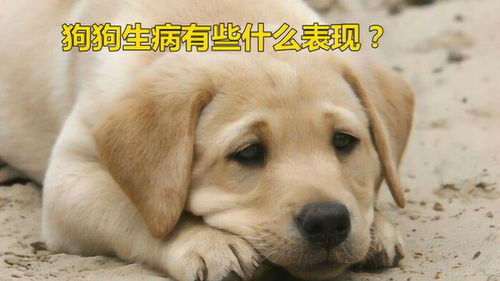 狗会得那些病