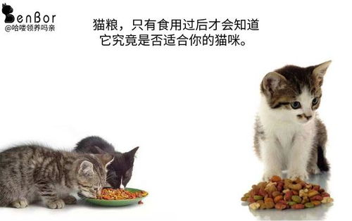 猫吃了毒粮怎么调节