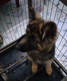 银狐犬怀孕多久生产