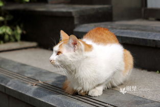 猫胃肠感冒的症状表现