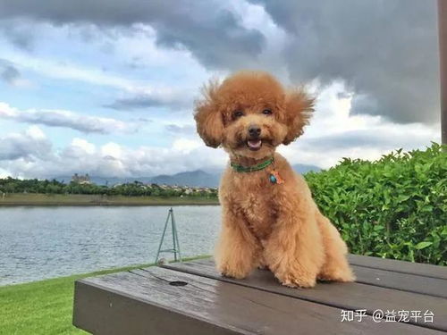 贵宾犬多久认定主人