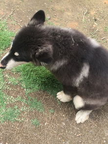 阿拉斯加犬毛色变淡