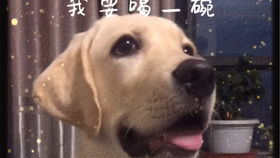 狗子喝奶拉稀
