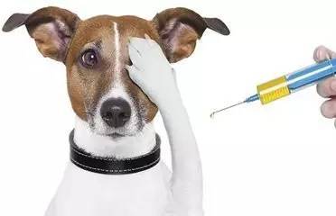 狗传染给人的病有哪些