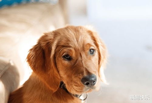 贵宾犬出生几天开眼