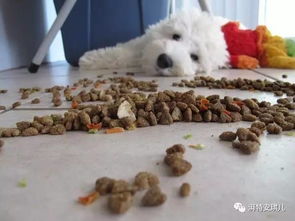狗狗吃什么东西会呕吐