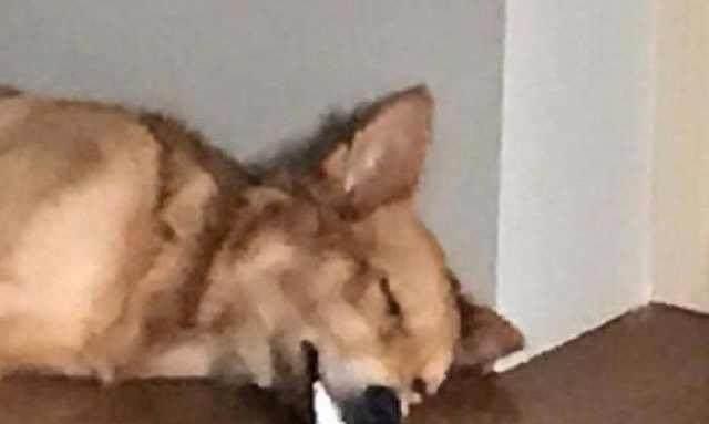 狗狗摔了吐白沫
