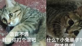 小猫通常睡多久