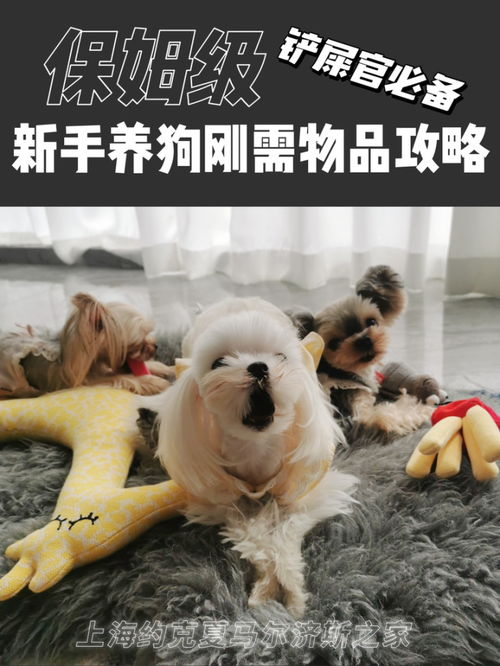 养狗要备什么东西