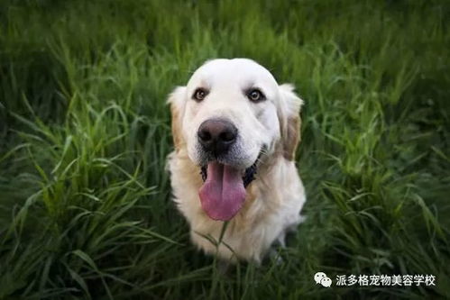 小狗的动物特征