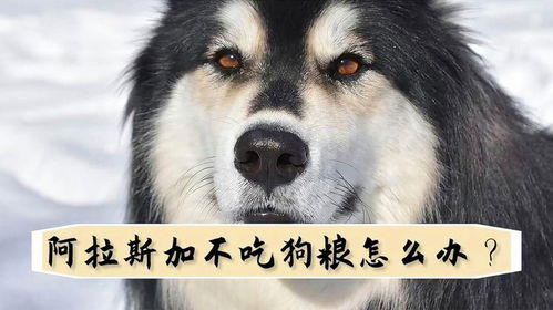 阿拉斯加不怎么吃狗粮别的什么都正常