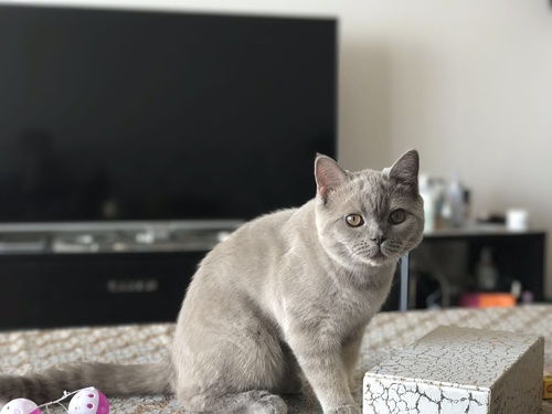 英短蓝猫吃什么猫粮