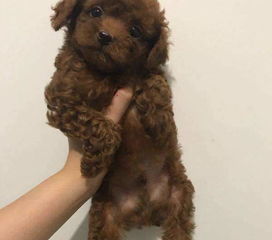 大型犬多久打一次疫苗
