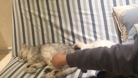 怎样哄猫咪幼崽睡觉