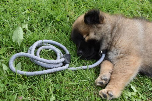 怎样让狗不乱叫 训犬