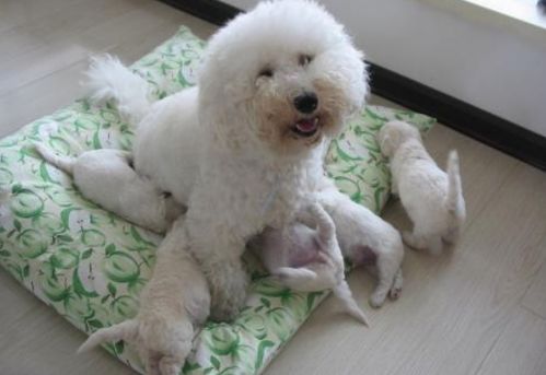 母狗产后拉屎发黑