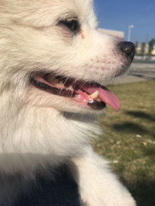 狗狗长牙齿了大概是几个月