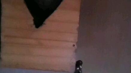 龙猫吃燕麦好吗