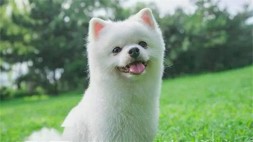 为什么狗狗喜欢闻