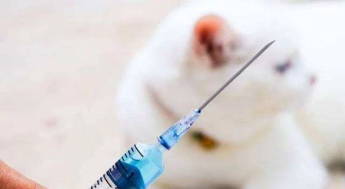 猫打了疫苗和狂犬疫苗会怎么样