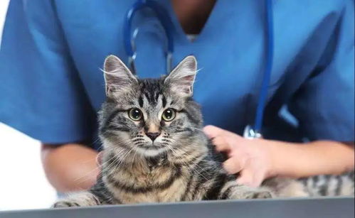 猫常见的病及症状