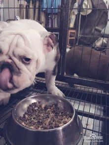 斗牛犬怎么吃东西