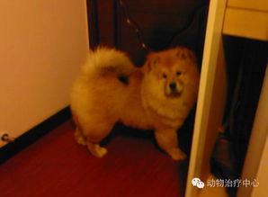 狗狗坐车后拉稀怎么办