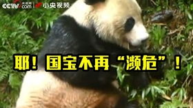 猫抽搐吐白沫过一会又跟没事一样