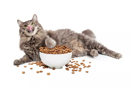 怎么教猫咪吃猫粮