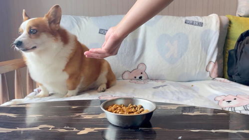 狗狗吃啥子才能长胖