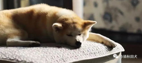 秋田犬多长