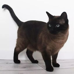 猫 冬天 空调