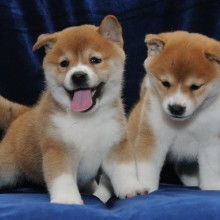 哪里买柴犬比较好
