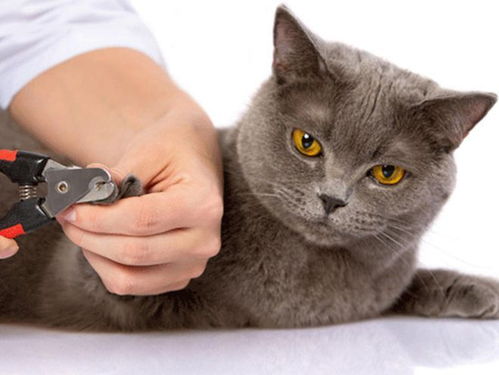宠物猫多久剪一次指甲