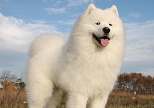 萨摩犬成年狗有多重